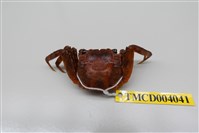 藏品(角額仿相手蟹)的圖片
